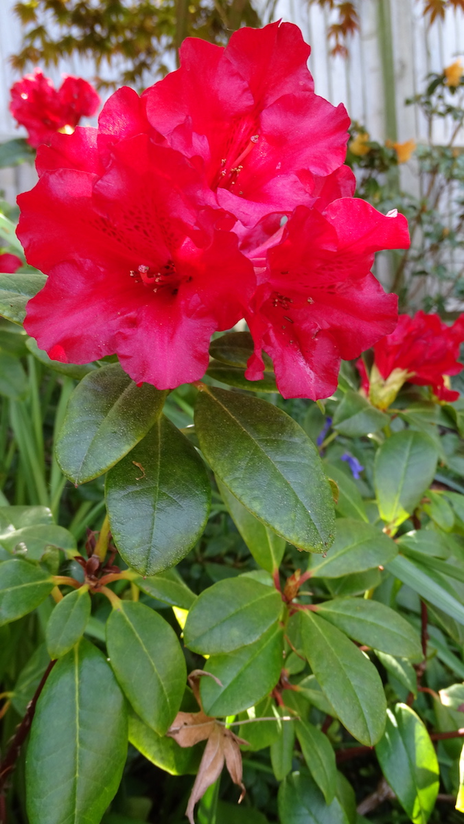 Scarlet Wonder